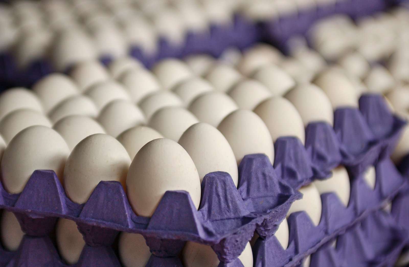 Chicken eggs on a purple tray.